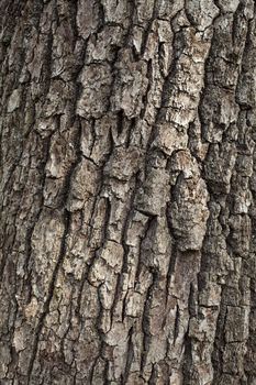 Old oak tree bark for natural textured background