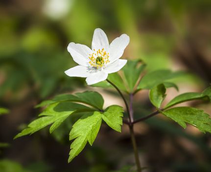 First spring flowers. Anemone sylvestris (snowdrop anemone)