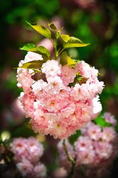  Sakura. Soft glow of Japanese cherry-tree blossoms in sun light