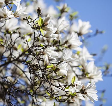 Magnolia kobus. Blooming tree with white flowers against the blue sky