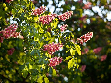 Blossom of horse chestnut tree