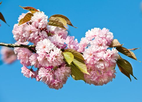 Sakura. Japanese cherry-tree blossoms in sun light