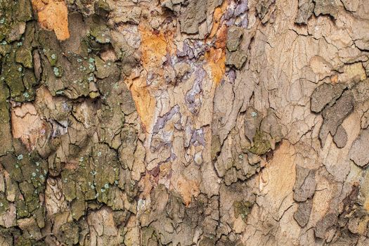Old tree bark for natural textured background