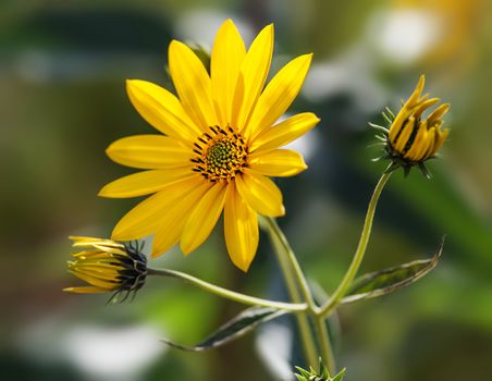 Jerusalem artichoke. Yellow topinambur flowers on soft nature background