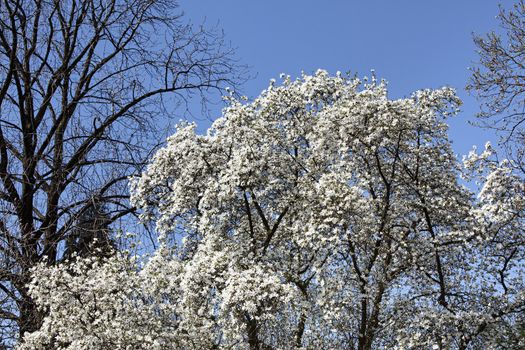 Magnolia kobus. Blooming tree with white flowers against the blue sky