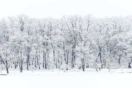  frozen trees in winter forest