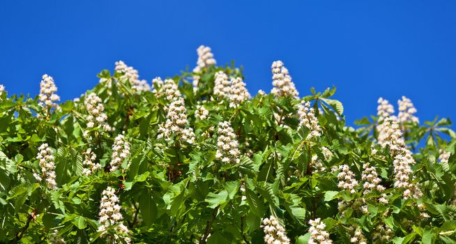 Blossom of horse chestnut tree