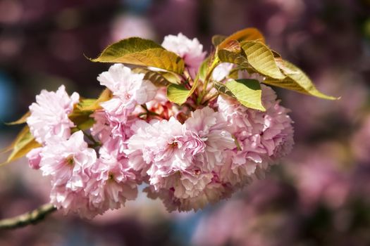 Soft glow of Japanese cherry-tree blossoms in sun light