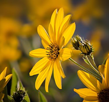 Jerusalem artichoke. Yellow topinambur flowers on soft nature background