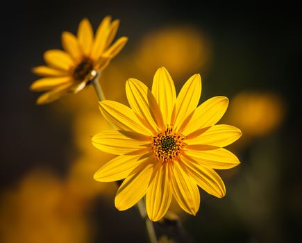 Jerusalem artichoke. Yellow topinambur flowers on soft nature background