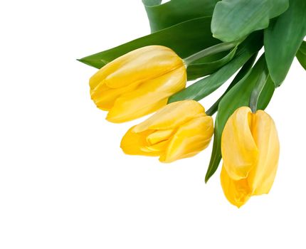 Yellow Tulips Bouquet isolated on white