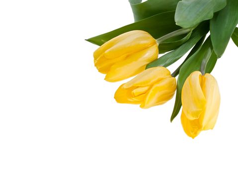 Yellow Tulips Bouquet isolated on white