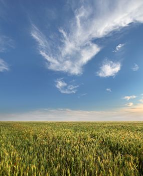 Wheat field and blue sky with clouds