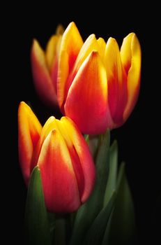 Yellow red tulips bouquet on black baclground