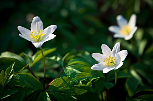 Anemone sylvestris. First spring flowers