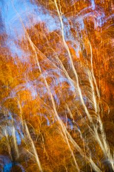 Abstract motion blur of trees in an autumn forest