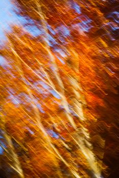 Abstract motion blur of trees in an autumn forest