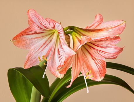 Three Amaryllis (Hipperastrum) flowers with stem on yellow background