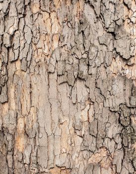 Old tree bark for natural textured background