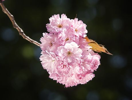 Sakura. Cherry blossom branch with beautiful soft nature background. 