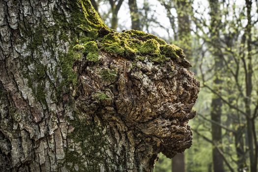 Trunk of an old tree on spring forest background