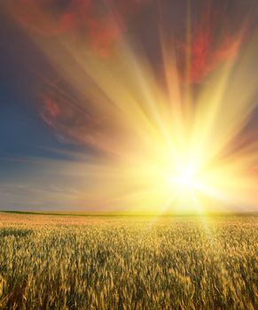 Wheat field with sunset sky in background
