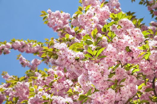 Sakura. Cherry blossom branch with beautiful soft nature background.