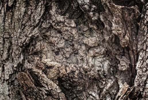 Old tree bark for natural textured background