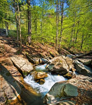 Forest mountain river and stones