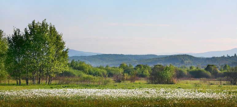 Morning on narcissus field. Panorama.