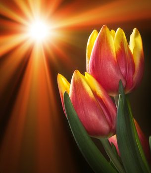 Close up on two-coloured tulips in sunlight