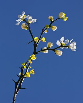 Poncirus Trifoliata. White flowers and blue sky