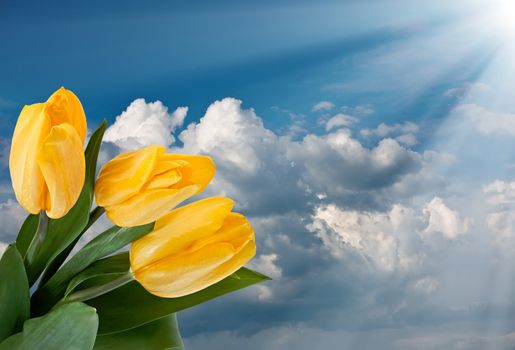 A bouquet of yellow tulips against a cloudy sky and sunlight