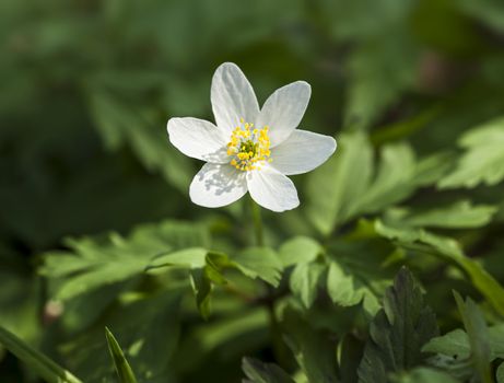 First spring flowers. Anemone sylvestris (snowdrop anemone)