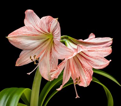 Amaryllis (Hipperastrum) flowers isolated on black background