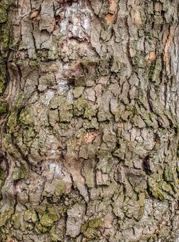 Old tree bark for natural textured background