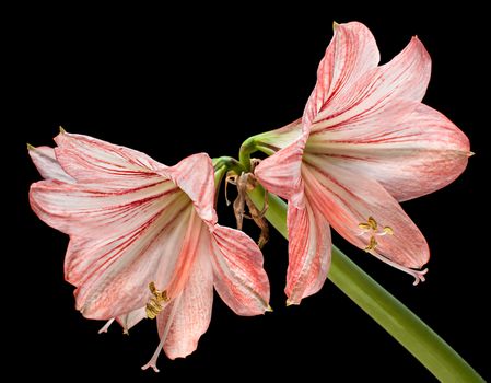 Amaryllis (Hipperastrum) flowers isolated on black background