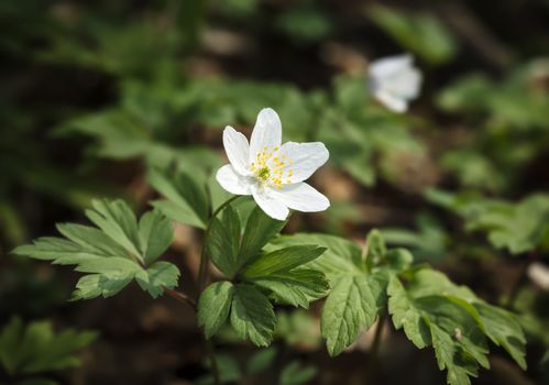 First spring flowers. Anemone sylvestris (snowdrop anemone)