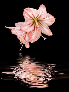 Amaryllis (Hipperastrum) flowers and water reflection