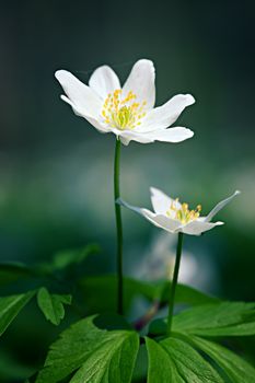 Anemone sylvestris. First spring flowers