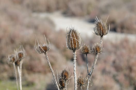 dry flowers in the desert in camargue, France south