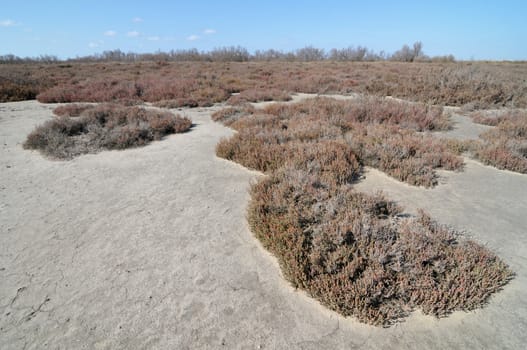 Dry field in Camargue, south France, Europe