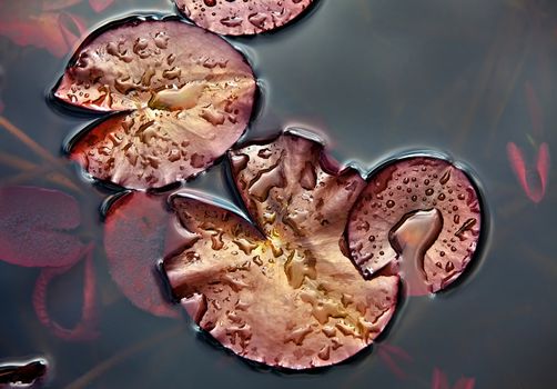 Water drops on the leaves of water lilies