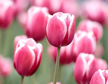 Pink tulips on a soft floral background