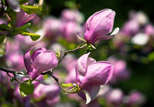 Magnolia tree. Spring flowers