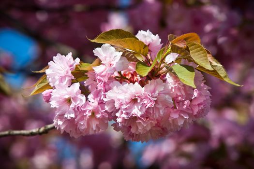 Soft pink Japanese cherry-tree blossom. Sakura