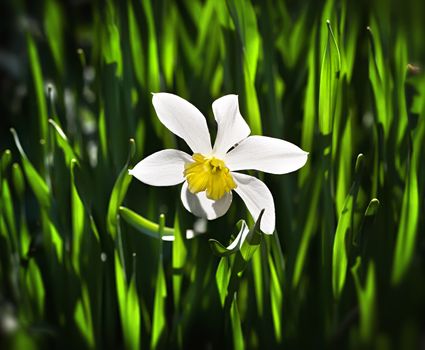Narcissus flower blooming on dark green grass background