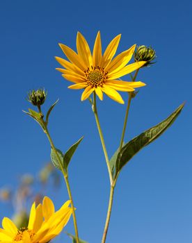 Topinambur. Jerusalem artichoke on blue sky background