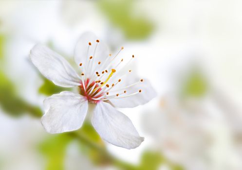 Soft floral background. Spring flowers