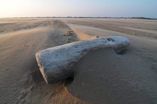 Wood in the beach in camargue with wind (France)